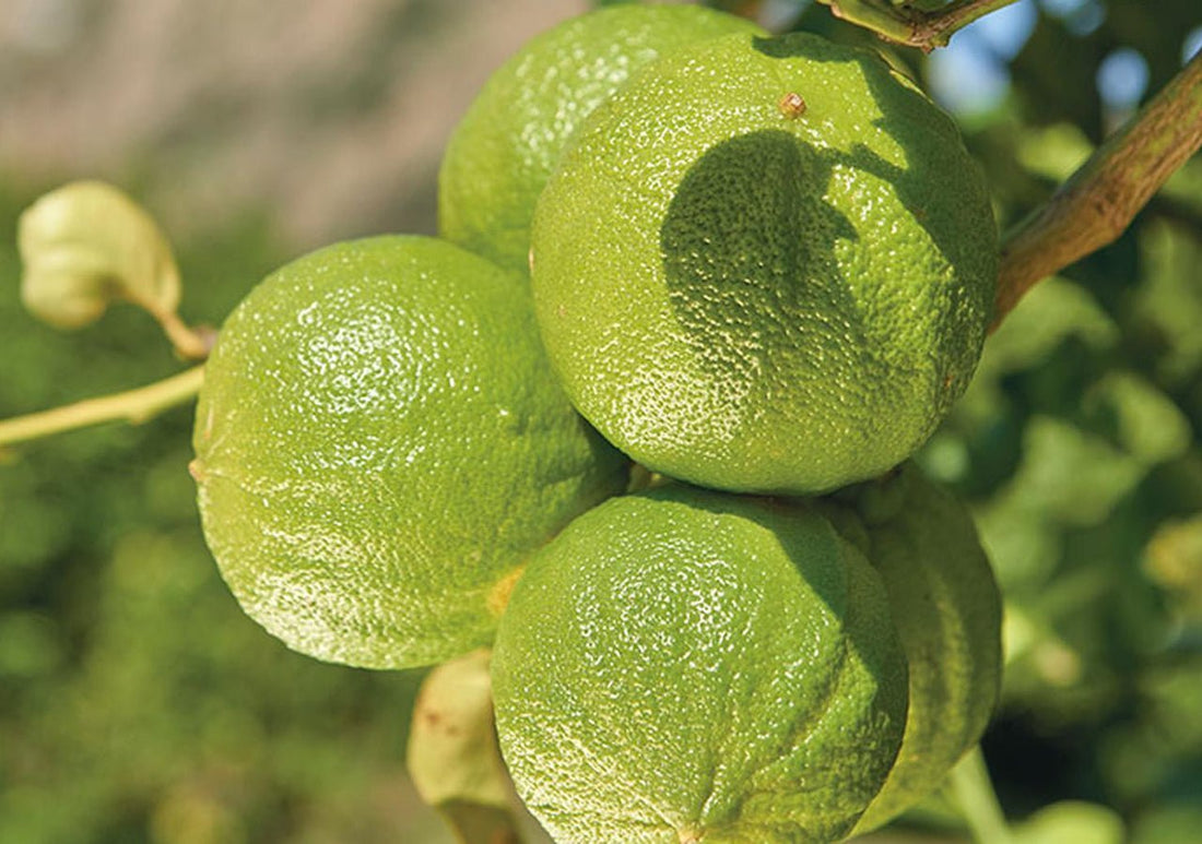 bergamot growing on a tree