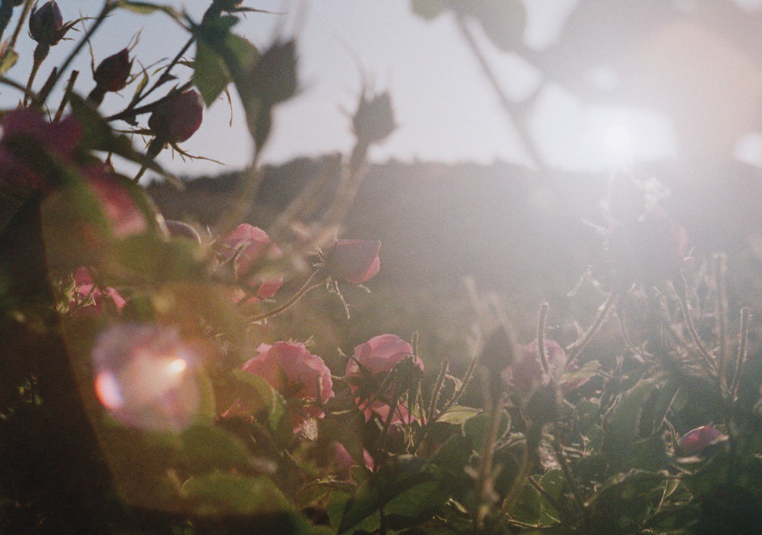 a field of wild roses at sunset