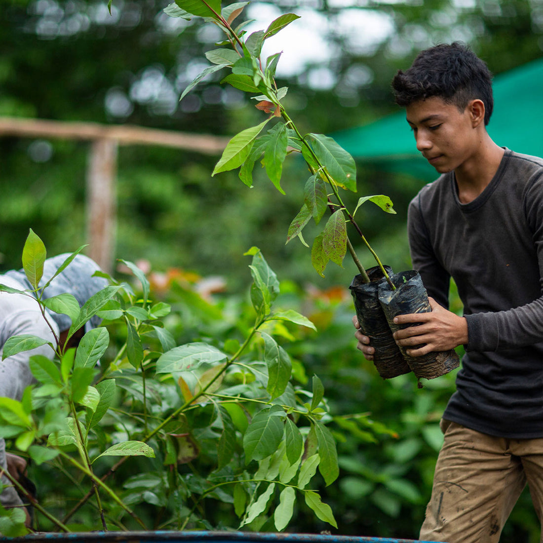 The House Of Creed X One Tree Planted | Creed Fragrance UK