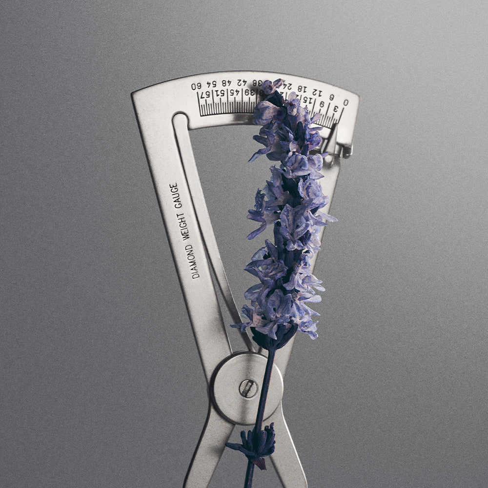 Iris Debonair Sample