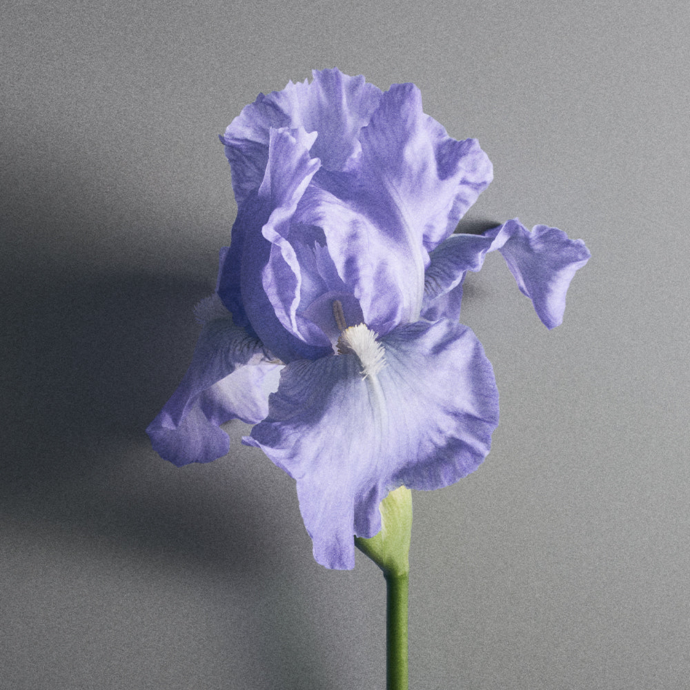 Iris Debonair Sample